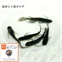 松井ヒレ長 オロチ 6匹3ペア (ML~Lサイズ) メダカ ヒレ長 成魚 観賞魚 生体 めだか 淡水魚