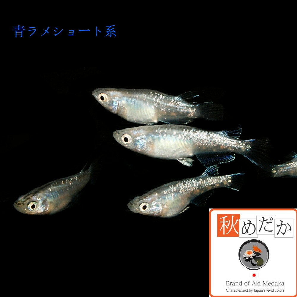 青ラメ ショート系 4匹2ペア (ML~Lサイ...の紹介画像3
