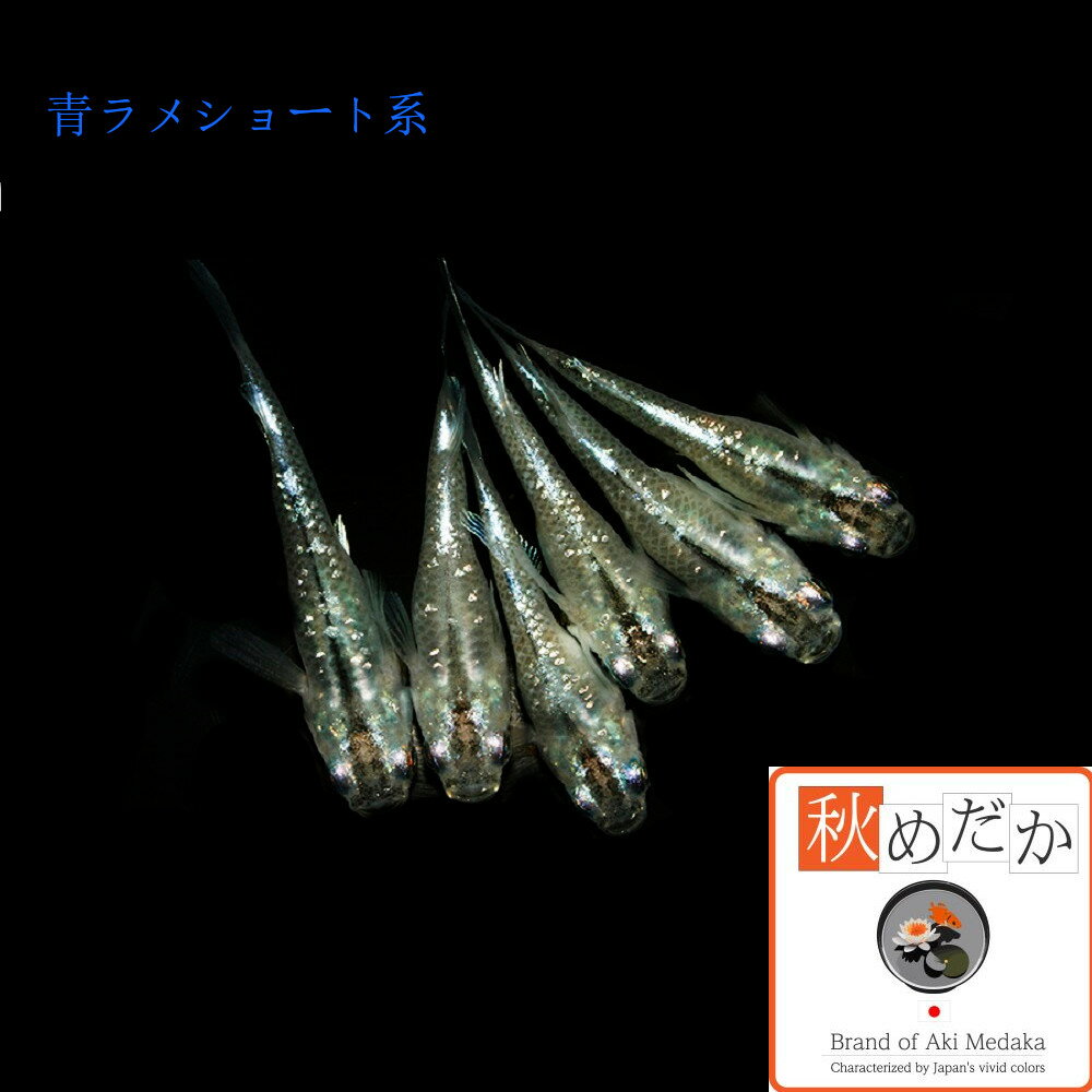 青ラメ ショート系 4匹2ペア (ML~Lサイ...の紹介画像2