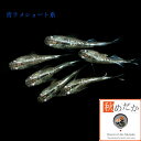 青ラメ ショート系 4匹2ペア (ML~Lサイズ) メダカ ショート系 成魚 観賞魚 生体 めだか 淡水魚