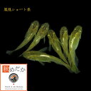 鳳凰 光体系 ショート系 6匹3ペア (ML~Lサイズ) メダカ ショート系 成魚 観賞魚 生体 めだか 淡水魚(4)