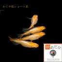 かぐや姫 アルビノ 光体系 非透明鱗 ショート系 4匹2ペア (ML~Lサイズ) メダカ ショート系 成魚 観賞魚 生体 めだか 淡水魚(4)