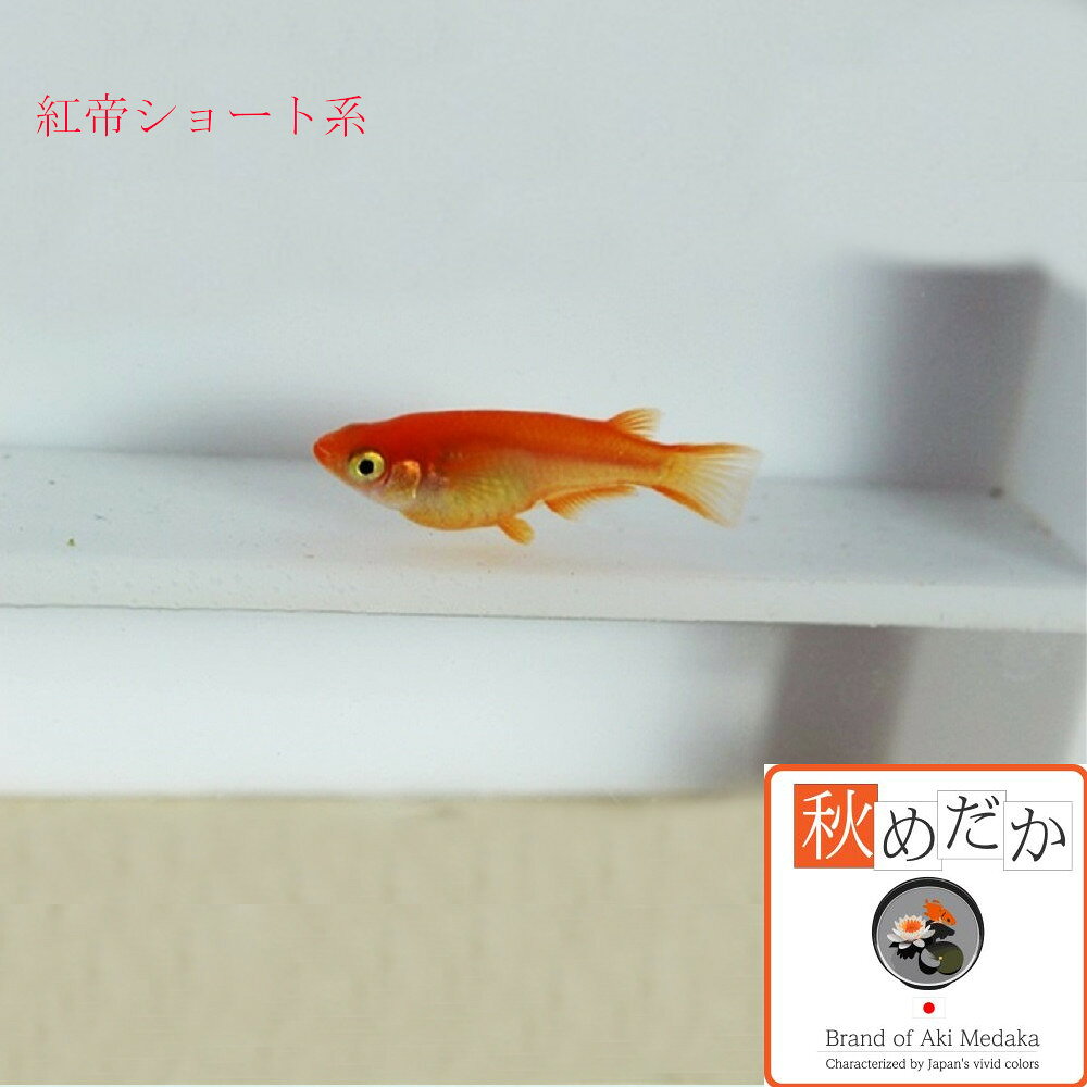 秋めだかの紅帝 ショート系 6匹3ペア （ML~Lサイズ) メダカ ショート系 成魚 観賞魚 生体 めだか 淡水魚｜アングル3