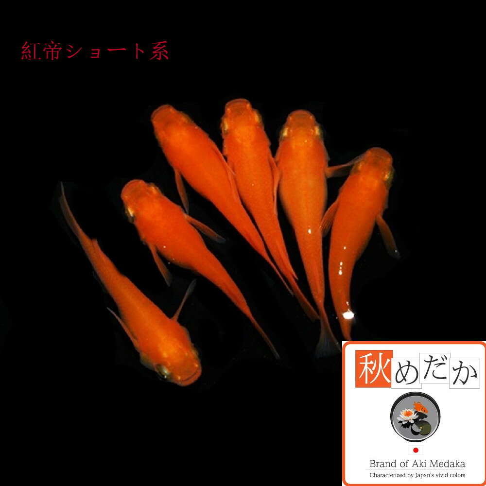 秋めだかの紅帝 ショート系 6匹3ペア （ML~Lサイズ) メダカ ショート系 成魚 観賞魚 生体 めだか 淡水魚｜アングル2