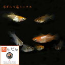 半ダルマ系統 ミックス 10匹 5ペア (ML~Lサイズ) メダカ 半ダルマ 成魚 観賞魚 生体 めだか 淡水魚