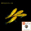 橙甲光 光体系 半ダルマ系 4匹2ペア (ML~Lサイズ) メダカ 半ダルマ系 成魚 観賞魚 生体 めだか 淡水魚