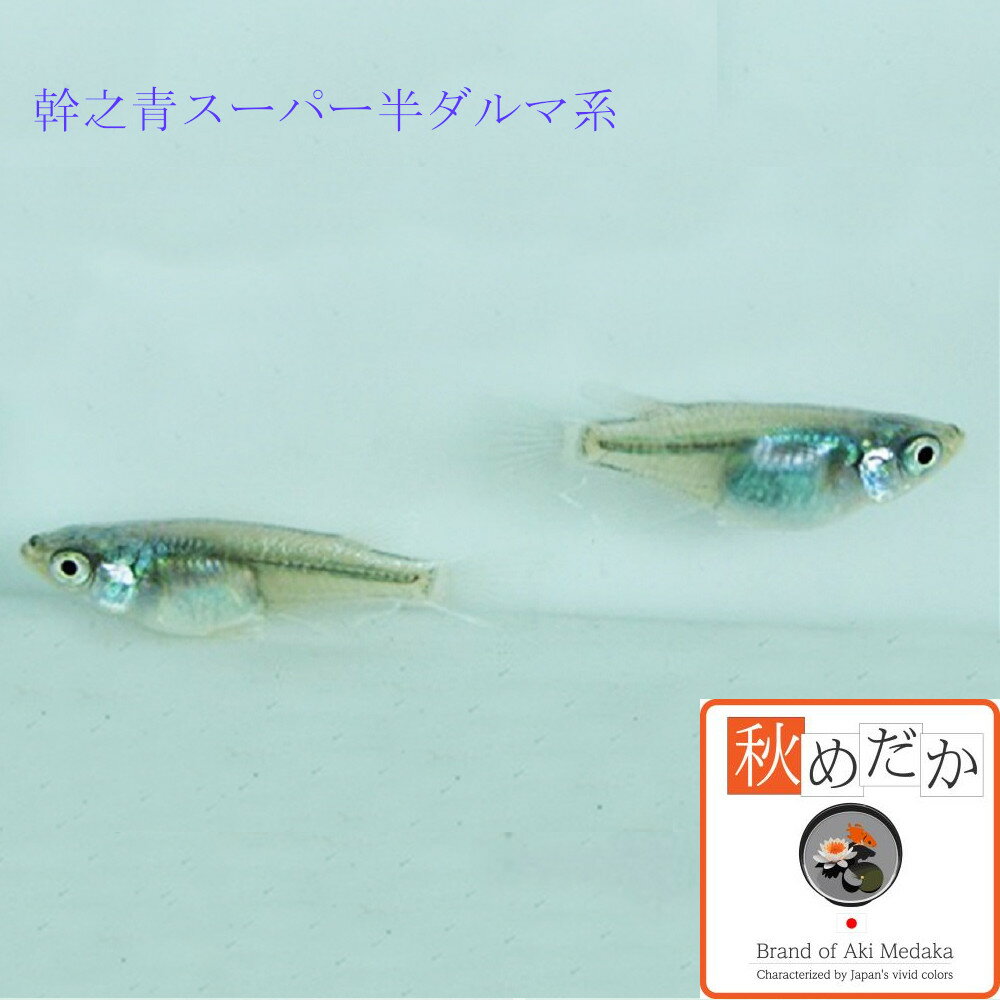 ��Ƿ�ĥ����ѡ� Ⱦ����޷� 6ɤ3�ڥ� ��ML~L������) ����� Ⱦ����޷� ���� �Ѿ޵� ���� ����� ø���