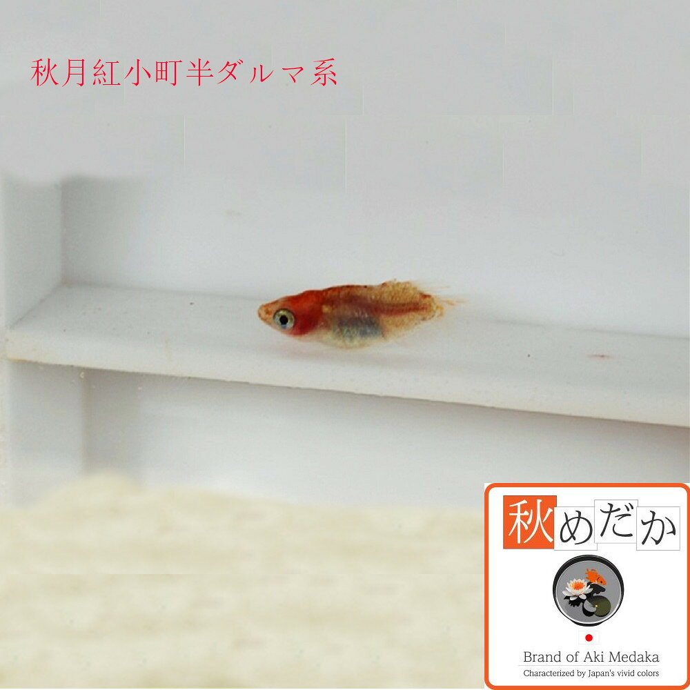 秋月紅小町 半ダルマ系 4匹2ペア （ML~Lサイズ) メダカ 半ダルマ系 成魚 観賞魚 生...
