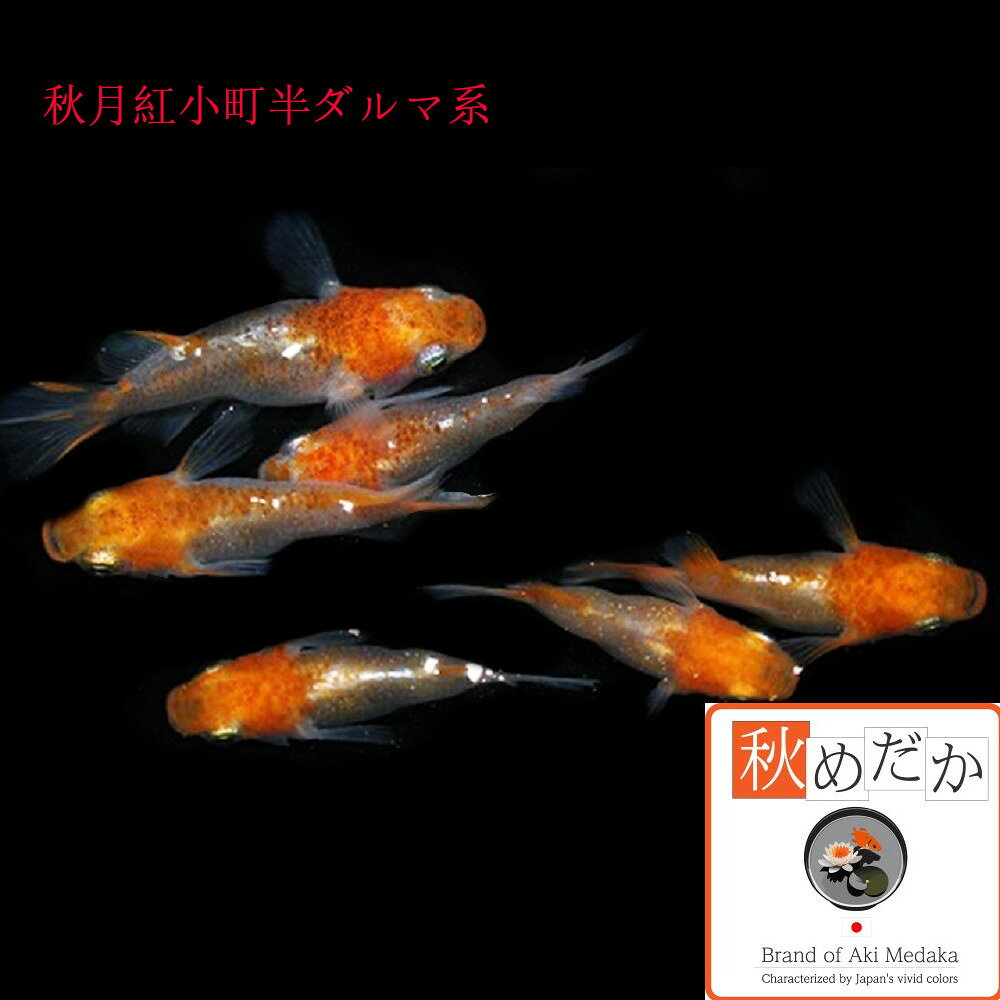秋月紅小町 半ダルマ系 4匹2ペア （ML~Lサイズ) メダカ 半ダルマ系 成魚 観賞魚 生...