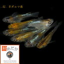 灯 半ダルマ系 4匹2ペア (ML~Lサイズ) メダカ 半ダルマ系 成魚 観賞魚 生体 めだか 淡水魚