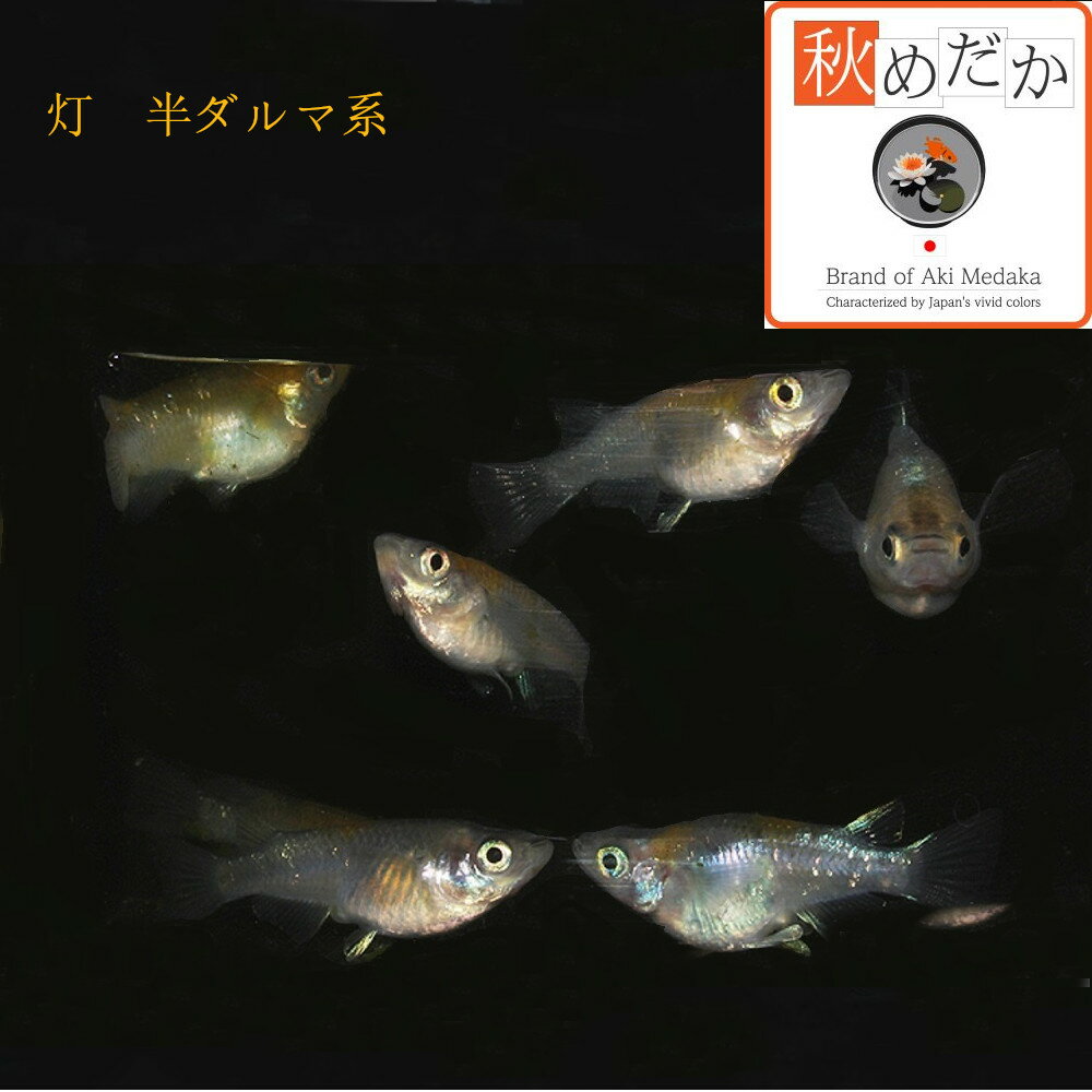 �� Ⱦ����޷� 4ɤ2�ڥ� ��ML~L������) ����� Ⱦ����޷� ���� �Ѿ޵� ���� ����� ø���