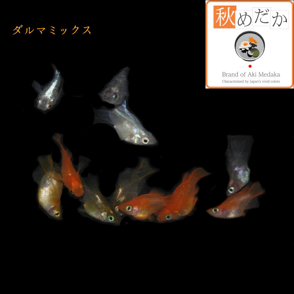 姫だるま 楽天市場】【EXPO2025 だるま ぬいぐるみ WORLD】大阪 大阪お