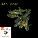 鳳凰 光体系 ダルマ系 4匹2ペア (ML~Lサイズ) メダカ 光体系 ダルマ系 成魚 観賞魚 生体 めだか 淡水魚