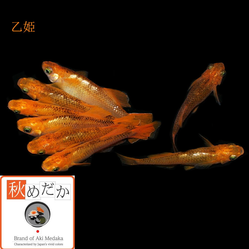 乙姫 光体型 6匹3ペア (ML~Lサイズ) ...の紹介画像2