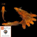 乙姫 光体系 6匹3ペア (ML~Lサイズ) メダカ 販売 光体系 成魚 観賞魚 生体 めだか 通販 淡水魚