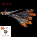 安芸三色 光体系透明鱗 4匹2ペア (ML~Lサイズ) メダカ 販売 光体系 成魚 三色 観賞魚 生体 めだか 通販 淡水魚