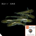 黄金ラメ 光体系 10匹 5ペア (ML~Lサイズ) メダカ 販売 光体系 成魚 観賞魚 生体 めだか 通販 淡水魚