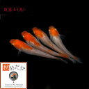 紅富士 光体系透明鱗 4匹2ペア (ML~Lサイズ) メダカ 販売 光体系 紅白 成魚 観賞魚 二色 生体 めだか 通販 淡水魚