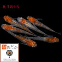 秋月錦小雪(三色錦透明鱗) 普通体系 6匹3ペア (ML~Lサイズ) メダカ 販売 普通体系 成魚 三色 観賞魚 生体 めだか 通販 淡水魚