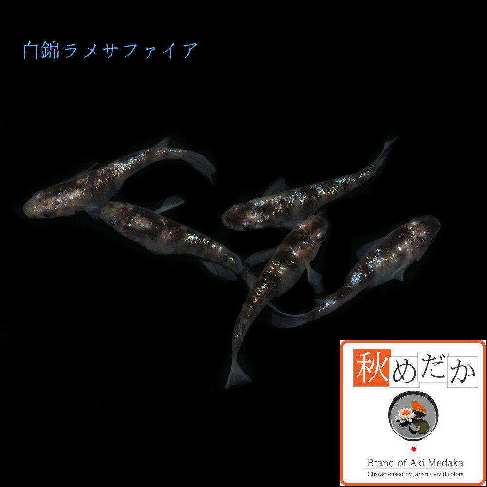 ��ӥ�� ���ե������� �����η� 4ɤ2�ڥ� ��ML~L������) ����� ���� �����η� ��� ���� �Ѿ޵� ���� ����� ���� ø���