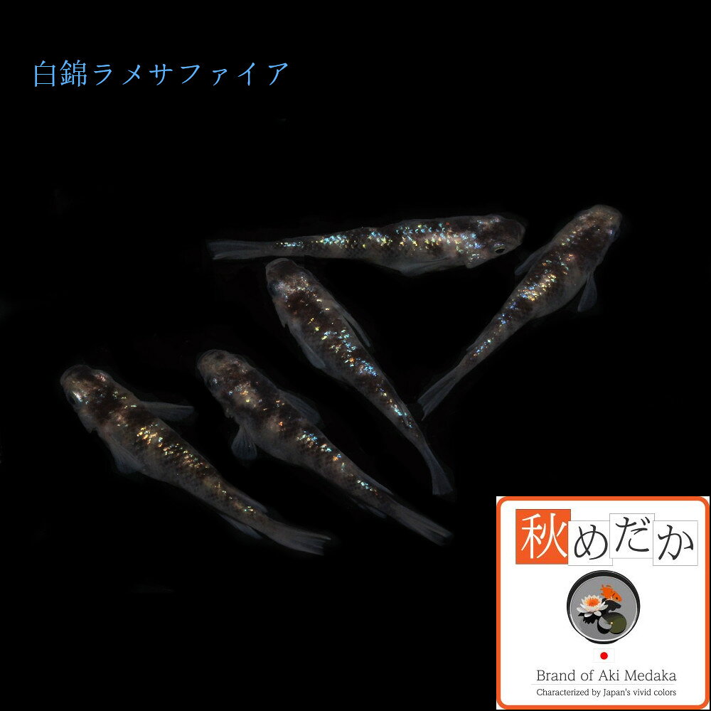 秋めだかの白錦ラメ サファイア系 普通体型 4匹2ペア （ML~Lサイズ) メダカ 販売 普通体型 ラメ 成魚 観賞魚 生体 めだか 通販 淡水魚｜アングル2