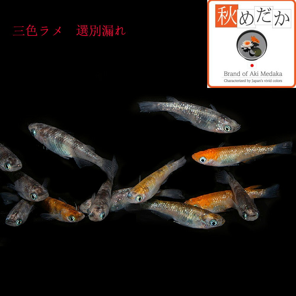楽天市場】三色ラメの通販