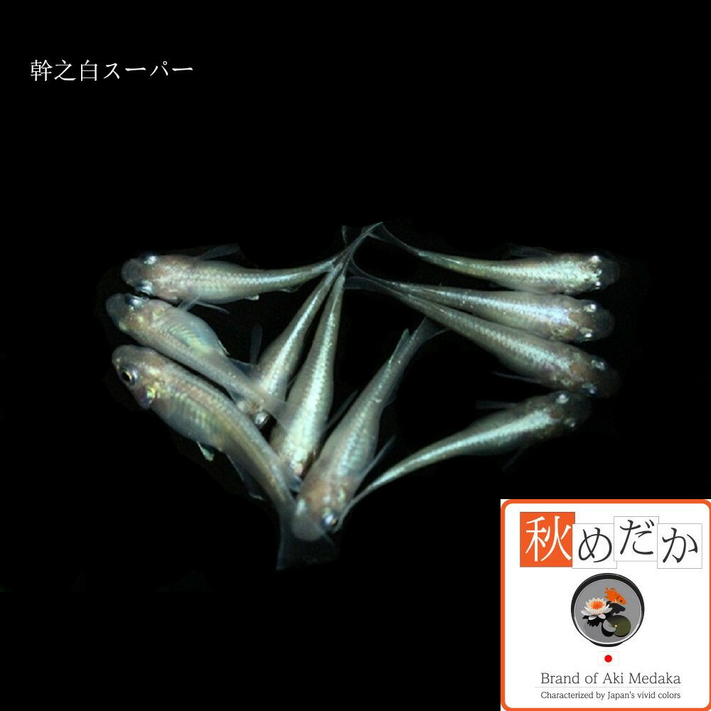 ��Ƿ�򥹡��ѡ� �����η� 8ɤ4�ڥ� ��ML~L������) ����� ���� �����η� ���� �Ѿ޵� ���� ����� ���� ø���