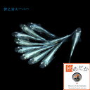 幹之青スーパー 普通体系 8匹4ペア (ML~Lサイズ) メダカ 販売 普通体系 成魚 観賞魚 生体 めだか 通販 淡水魚