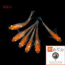 赤富士 普通体型 透明鱗 4匹 2ペア (ML~Lサイズ) メダカ 販売 普通体系 紅白 成魚 観賞魚 二色 生体 めだか 通販 淡水魚