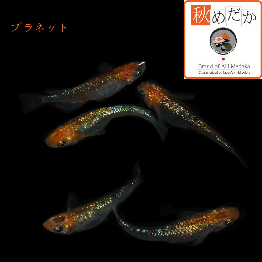 プラネット 4匹 2ペア (ML~Lサイズ) メダカ 販売 普通体型 成魚 ラメ 観賞魚 生体 ...