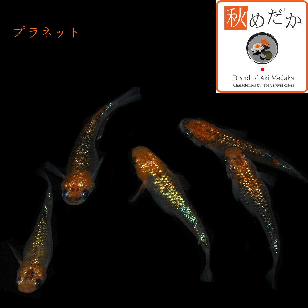 プラネット 4匹 2ペア (ML~Lサイズ) メダカ 販売 普通体型 成魚 ラメ 観賞魚 生体 ...