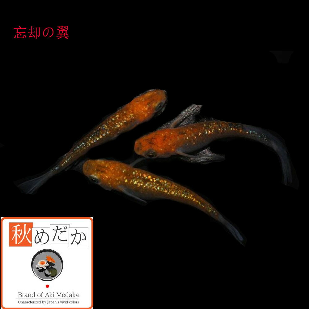 楽天市場】忘却の翼 メダカの通販