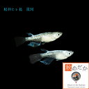 稚魚(1~2cm) 松井ヒレ長 星河 10匹無選別 メダカ 稚魚 観賞魚 生体 めだか 淡水魚
