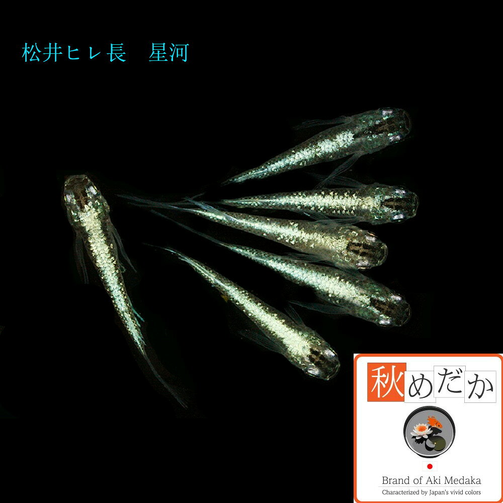 稚魚(1～2cm) 松井ヒレ長 星河 10匹無選別 メダカ 稚魚 観賞魚 生体 めだか 淡水魚