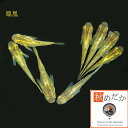鳳凰 光体系 6匹3ペア (ML~Lサイズ) メダカ 販売 光体系 成魚 観賞魚 生体 めだか 通販 淡水魚