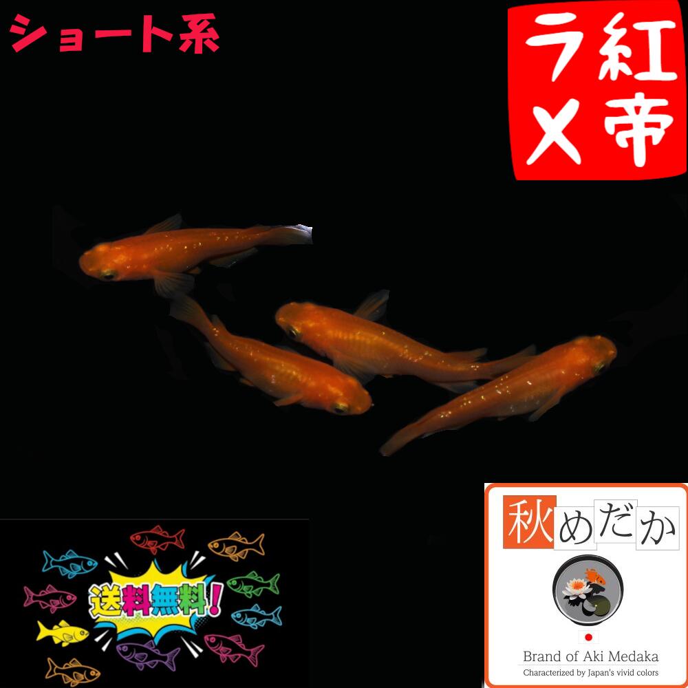紅帝ラメめだかのショート系4匹 2ペア。 ML～Lサイズ。 朱赤楊貴妃めだかの赤さを更に追求した血統にラメが入ったメダカです。 成長とともに色が濃くなり赤みがとても強くラメの入った個体です! ▼返品、交換、保証について 商品の返品及び交換は...