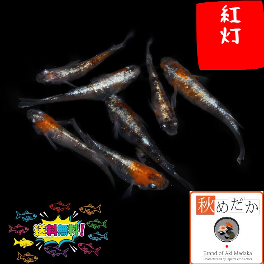 紅灯 4匹 2ペア (ML~Lサイズ) メダカ 普通体型 成魚 観賞魚 生体 めだか 淡水魚