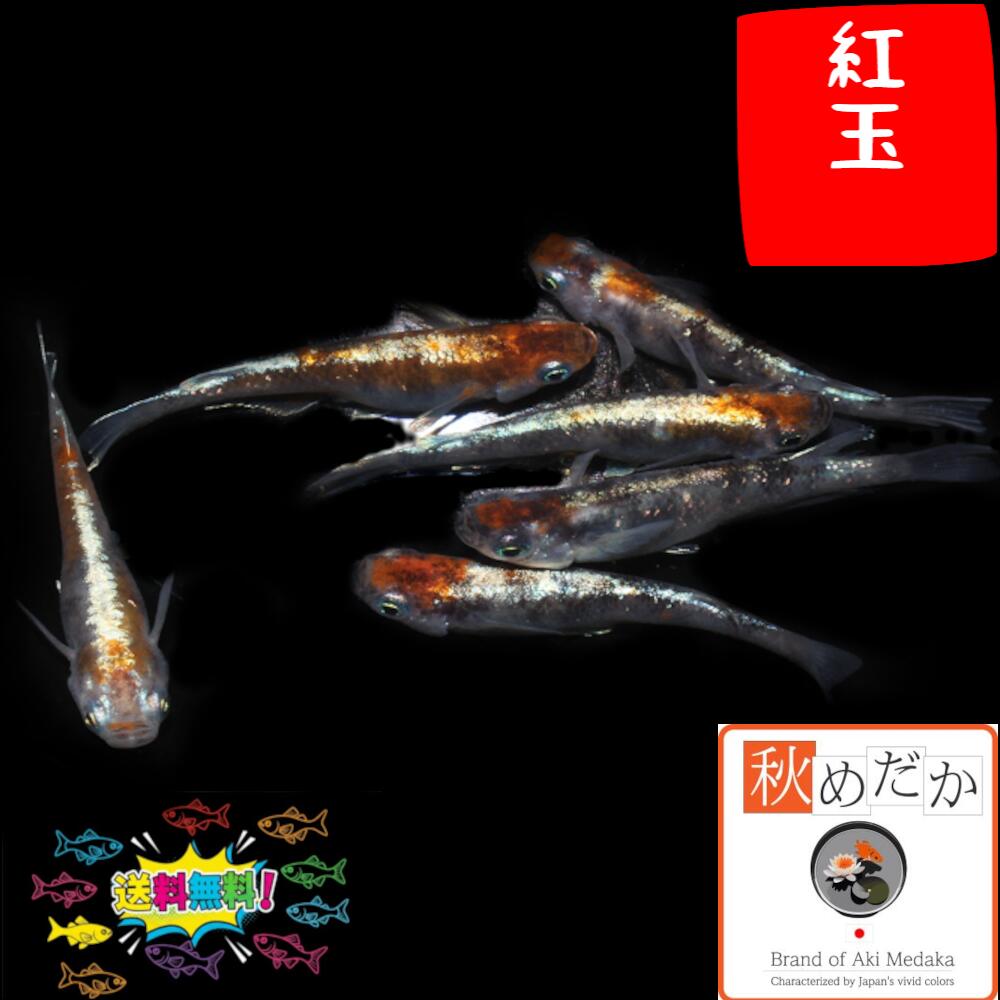 紅玉 4匹 2ペア (ML~Lサイズ) メダカ 普通体型 成魚 観賞魚 生体 めだか 淡水魚