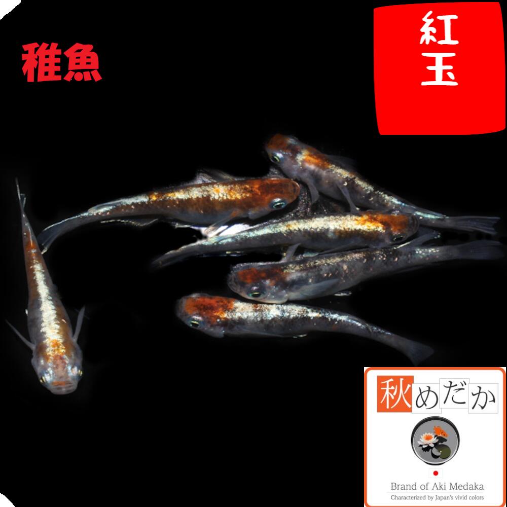 稚魚(1～2cm) 紅玉 10匹無選別 メダカ 普通体型 稚魚 観賞魚 生体 めだか 淡水魚