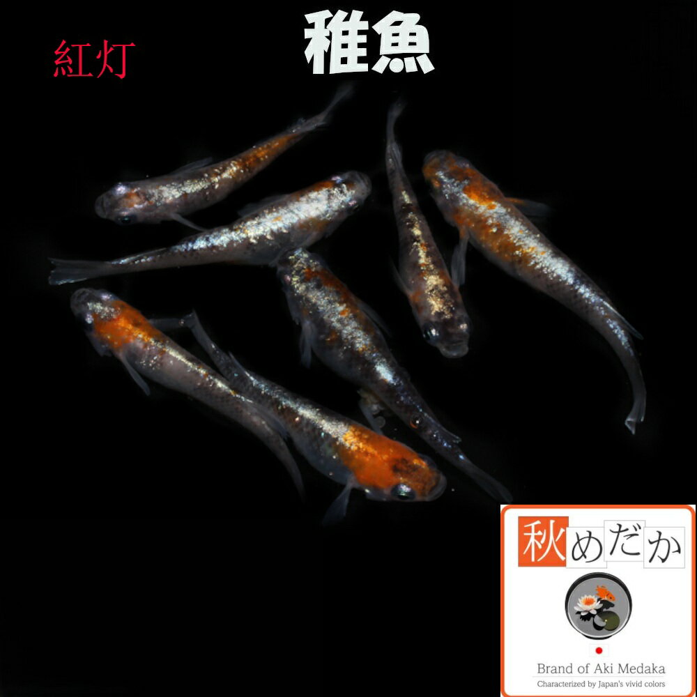 稚魚(1～2cm) 紅灯 10匹無選別 メダカ 普通体型 稚魚 観賞魚 生体 めだか 淡水魚