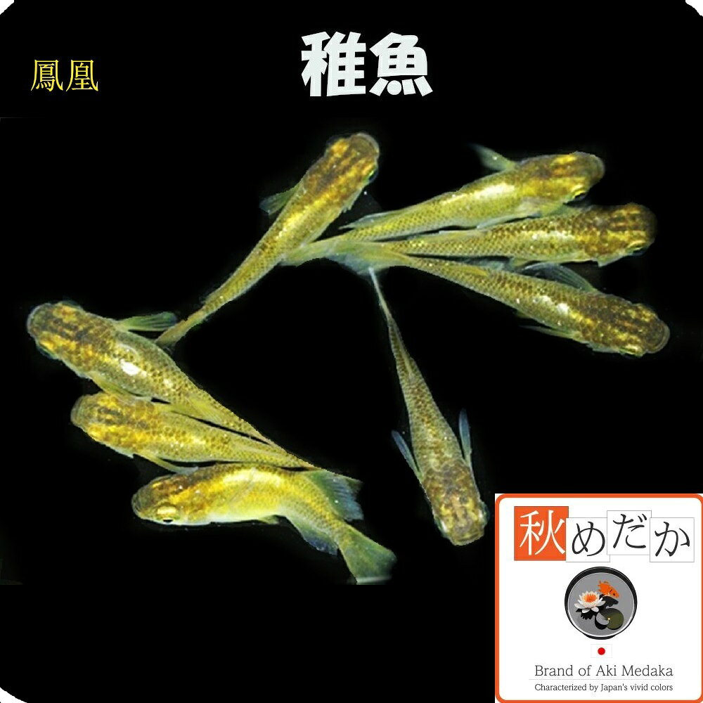 稚魚鳳凰10匹無選別メダカ稚魚観賞...
