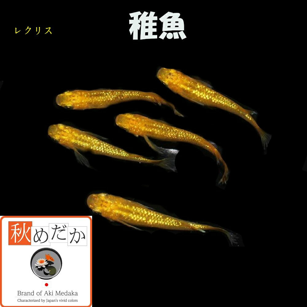 写真は、親レベルのメダカです。 稚魚(1～2cm)レクリス10匹無選別 生後2～3ヶ月位で育て易い大きさです。 ▼返品、交換、保証について 商品の返品及び交換は、承っておりません。 ただし、商品の発送にて死着した場合、商品到着後2時間以内に袋を開封せず、デジカメにて写真を撮影しメールで送って下さい。確認後、同等の商品を送ります。当該商品の再送に要する送料などは、当社負担といたします。稚魚(1～2cm) レクリス 10匹無選別
