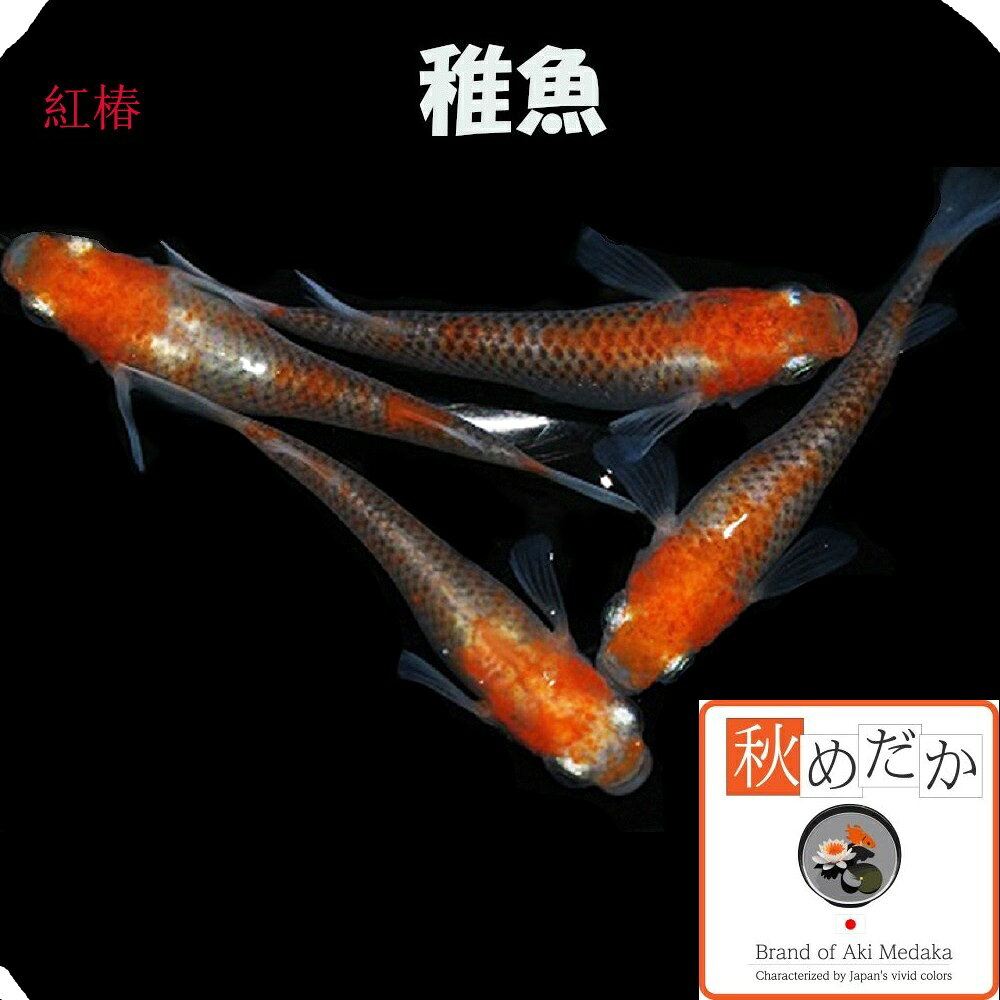 Tropical Fishes - 稚魚(1～2cm) 紅椿 10匹無選別 メダカ 稚魚 観賞魚 生体 めだか 淡水魚