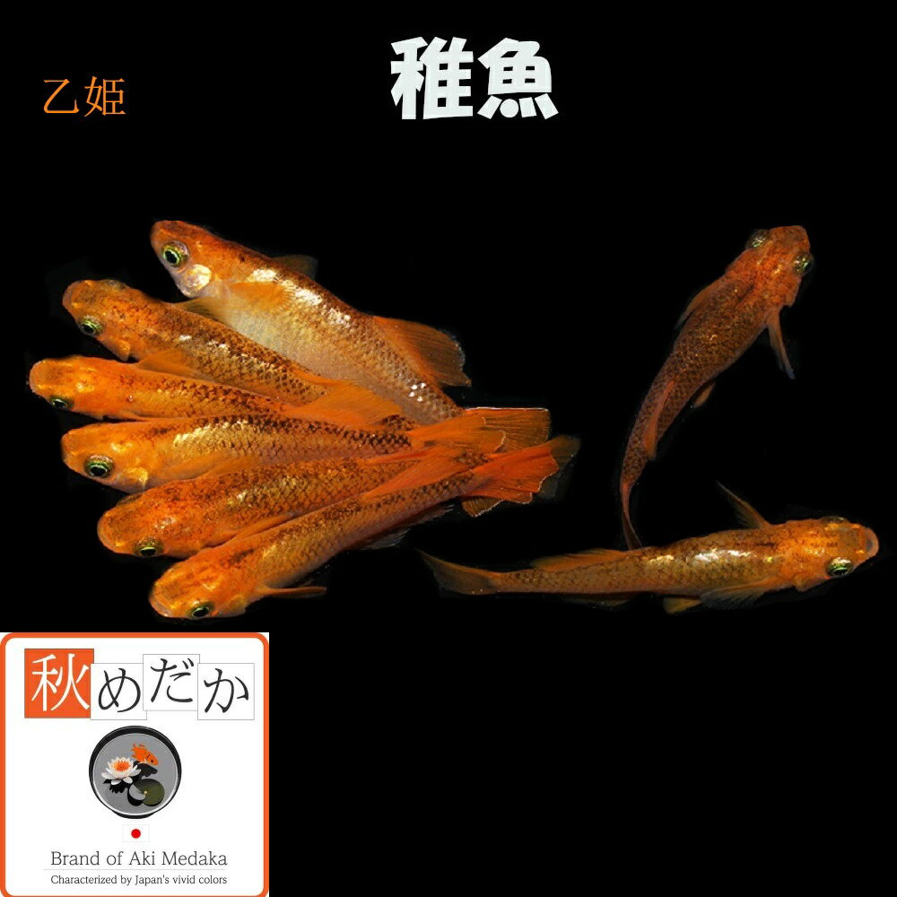 稚魚(1～2cm) 乙姫 10匹無選別 メダカ 稚魚 観賞魚 生体 めだか 淡水魚