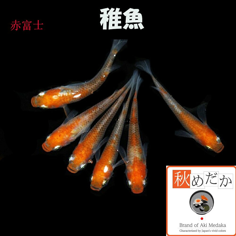 写真は、親レベルのメダカです。 稚魚(1～2cm)赤富士10匹無選別 生後2～3ヶ月位で育て易い大きさです。 ▼返品、交換、保証について 商品の返品及び交換は、承っておりません。 ただし、商品の発送にて死着した場合、商品到着後2時間以内に袋を開封せず、デジカメにて写真を撮影しメールで送って下さい。確認後、同等の商品を送ります。当該商品の再送に要する送料などは、当社負担といたします。稚魚(1～2cm) 赤富士 10匹無選別