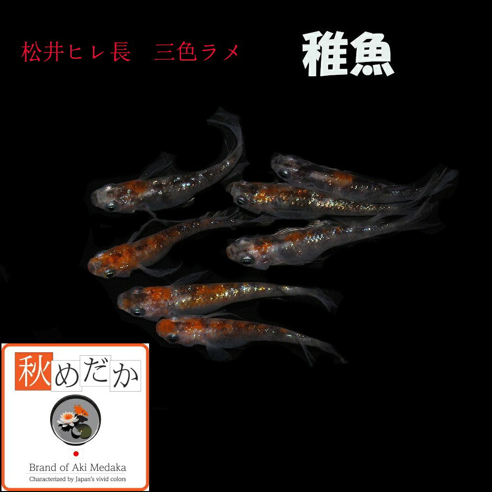 写真は、親レベルのメダカです。 稚魚(1～2cm)松井ヒレ長 三色ラメ10匹無選別 生後2～3ヶ月位で育て易い大きさです。 ▼返品、交換、保証について 商品の返品及び交換は、承っておりません。 ただし、商品の発送にて死着した場合、商品到着後2時間以内に袋を開封せず、デジカメにて写真を撮影しメールで送って下さい。確認後、同等の商品を送ります。当該商品の再送に要する送料などは、当社負担といたします。稚魚(1～2cm) 松井ヒレ長 三色ラメ 10匹無選別