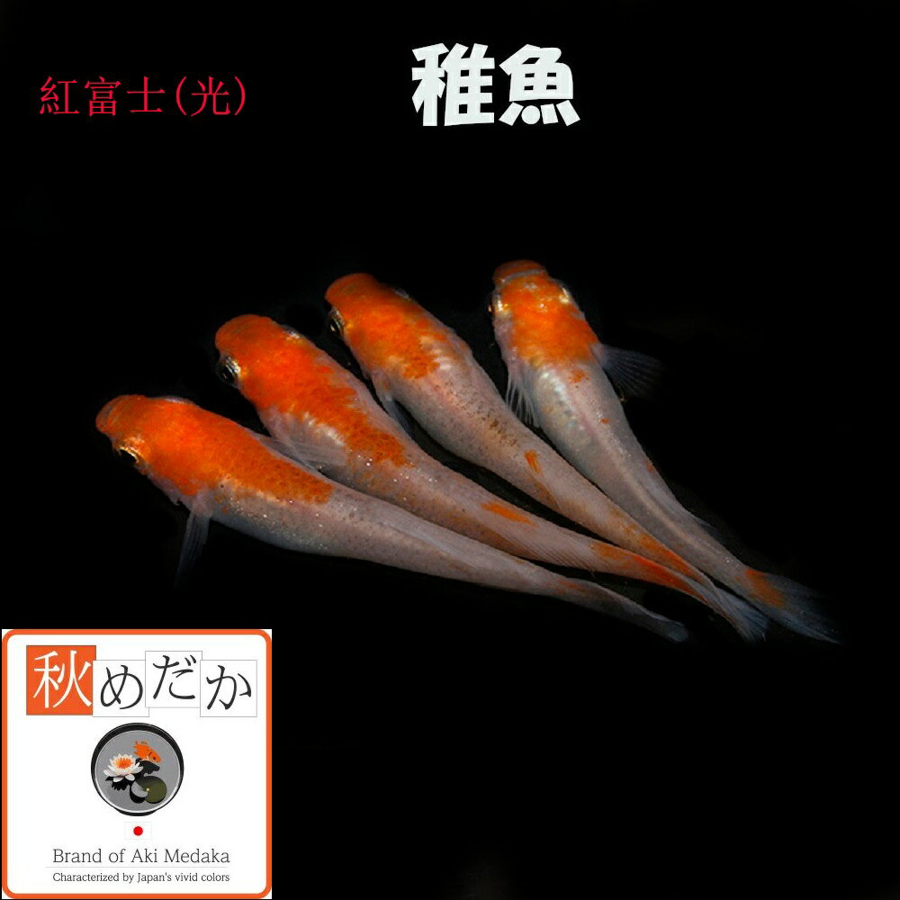 稚魚(1～2cm) 紅富士(光) 10匹無選別 メダカ 稚魚 観賞魚 生体 めだか 淡水魚