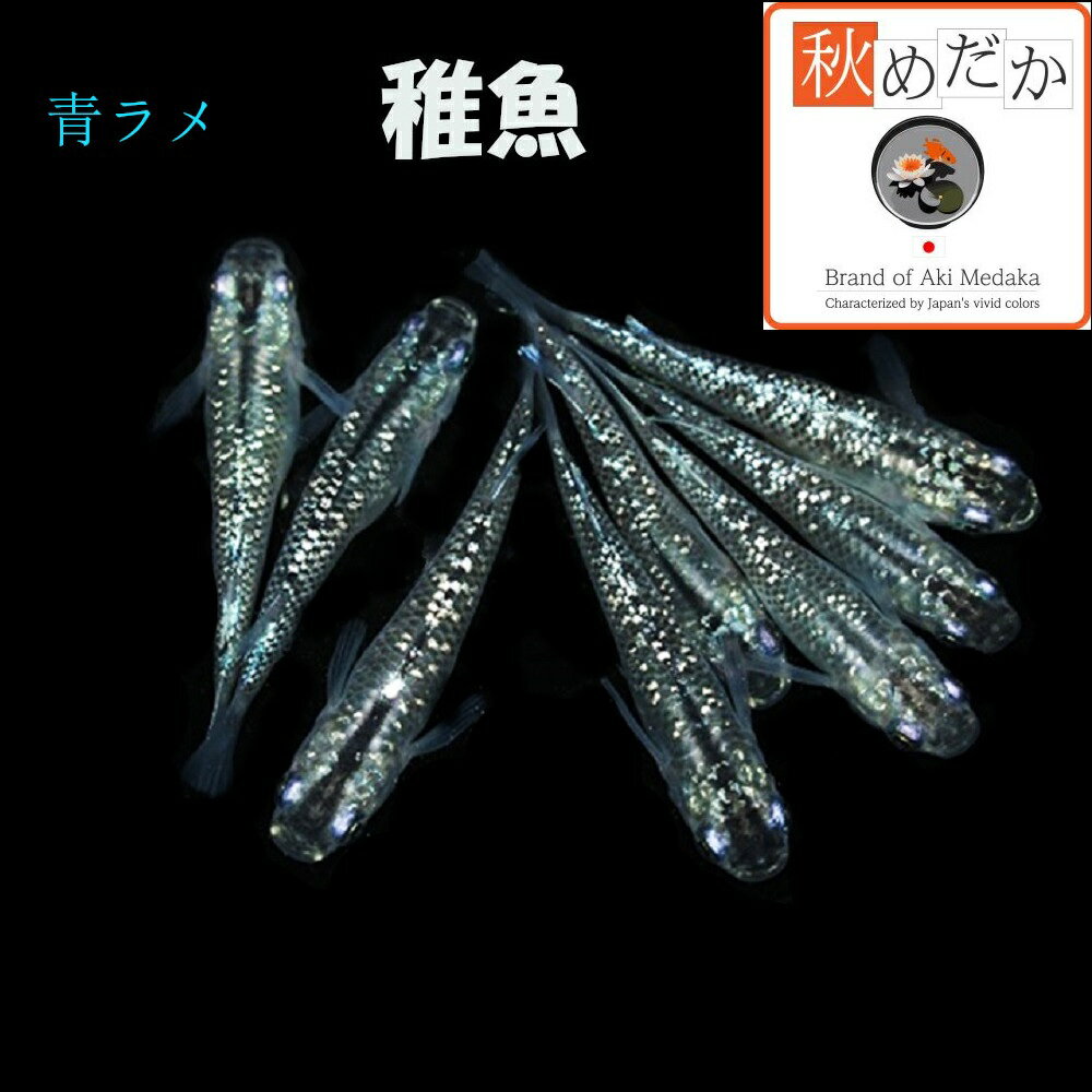 写真は、親レベルのメダカです。 稚魚(1～2cm)青ラメ10匹無選別 生後2～3ヶ月位で育て易い大きさです。 ▼返品、交換、保証について 商品の返品及び交換は、承っておりません。 ただし、商品の発送にて死着した場合、商品到着後2時間以内に袋...