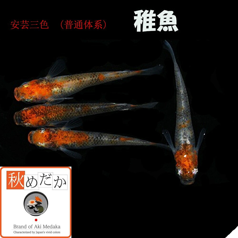 スーパーSALE30%OFF 稚魚(1～2cm) 安芸三色 10匹無選別 メダカ 稚魚 観賞魚 生体 めだか 淡水魚