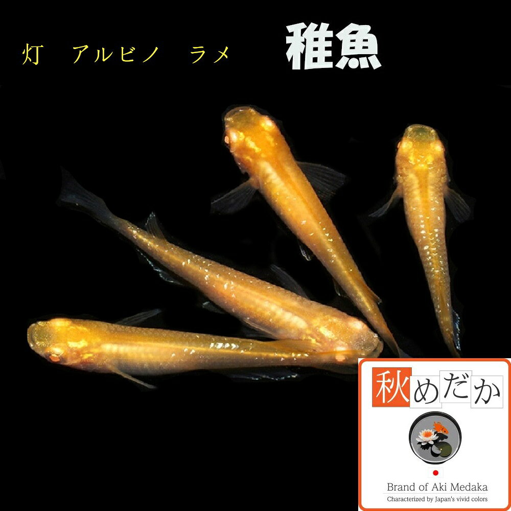 稚魚灯アルビノラメ10匹無選別メダ...